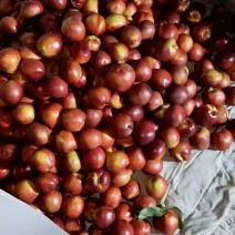 砀山露天油桃毛桃大量上市