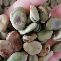 精品新蚕豆大量上市供应需要的老板请联系我