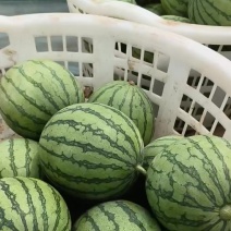 蜜童无籽西瓜