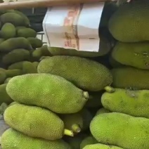 海南黄肉菠萝蜜马来一号海南黄肉菠萝蜜马来一号