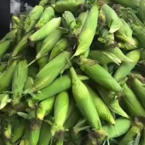 甜糯玉米