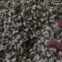 新鲜洋槐花现货大量供应视频看货全国发货保质量