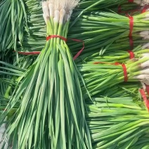 东北一点红蒜苗