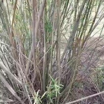 沙柳