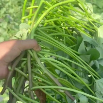 丝滑榴莲蜜薯苗