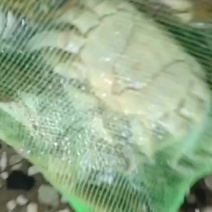 六月黄螃蟹