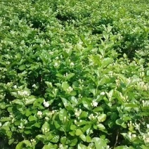 大量供应两年、三年茉莉花苗，以及茉莉花盆栽