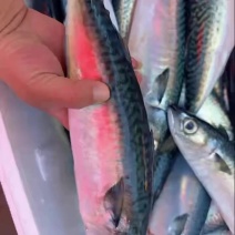 需要啥海鲜打啥海鲜