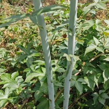无刺覆盆子裸根小苗