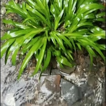 深山自采原生牛鼎菖蒲盆景造景种苗现货批发零售