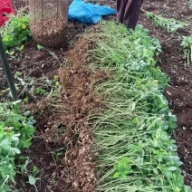 湛江徐闻花生
