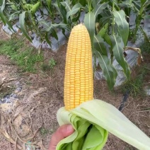 甜玉米