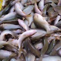 禾花鲤鱼乌鲤8钱到2两出运费可送货
