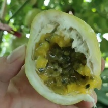 钦蜜9号黄金百香果