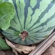 露天美都西瓜