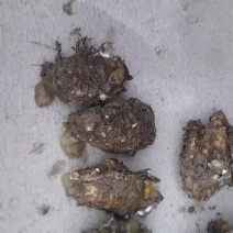 小豆大量出货