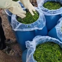 腌制黑龙江黑河野生蕨菜