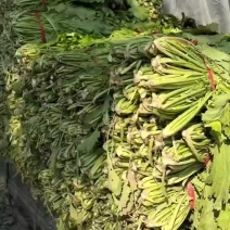 雪里红