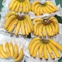 香蕉，几毛钱一斤，全国发货