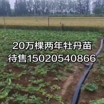 两年牡丹嫁接苗预售