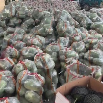 中牟水果冬瓜大量有货