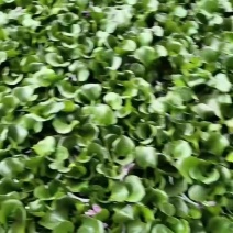 水葫芦，凤眼蓝