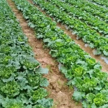 海拨1880优质毛白菜上市中欢迎宝子们定购！