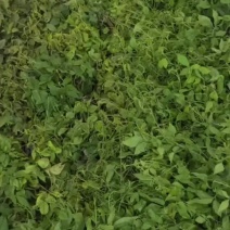 三叶青果苗（块茎苗）