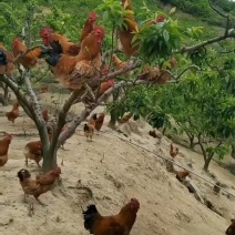山散养土鸡