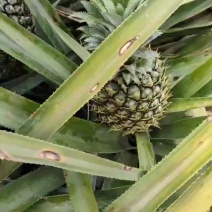 产地**，电商1斤以上香水菠萝可以一件代发。
