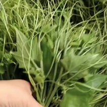 贵州豌豆尖一手货源常年有货鲜嫩翠绿承接餐饮酒店食堂火锅店