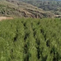 油松杯苗