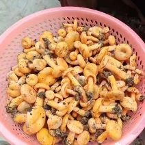 新鲜松树菌新鲜枞树菌