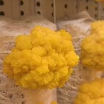 精品金耳，精品金耳