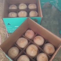 海南椰青椰子黄金椰批发全国发货！一件代发！