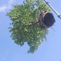 耐寒白玉兰