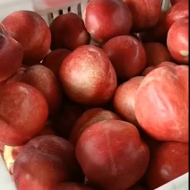 鲁星甜油桃