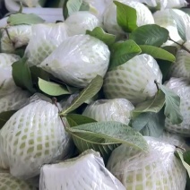 广东广州南沙区产地现货白心珍珠番石榴
