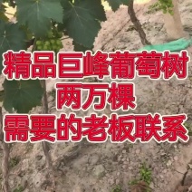 常年出葡萄树，量大价格优惠，占地绿化种植盆栽