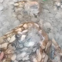 现割现挑生蚝肉大量批发需要拿去当养殖料也行