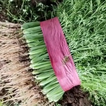 精品茴香