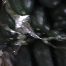 河北省邯郸黑皮冬瓜大量供应中