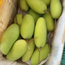 大青芒。金黄芒
