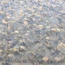 泰蛙3.345两通货一手货源