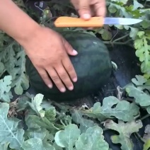 幕田家宝大量上市