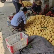 锦绣大黄桃蒙阴大黄桃黄毛桃新鲜黄桃水果蜜桃奶茶店