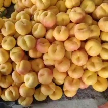 蒙阴蜜桃黄金油蟠桃早金霞油蟠桃彩虹蟠桃有地理标志授权