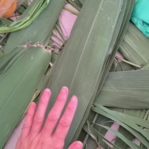 湖南大叶子