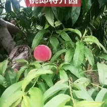 山西春美水蜜毛桃