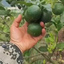 青柠